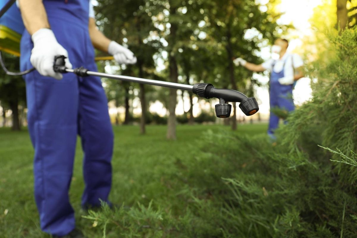 Professional pest control service for a residential property